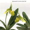 paphiopedilum venustum alba X self (2)